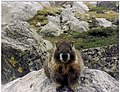 Yellow Bellied Marmot, Rocky Mountain National Park