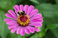 Cinija (Zinnia violacea Cav., syn.: Zinnia elegans Jacq.) z (Bombus terrestris), w zagroźe w Épinal, Francojska