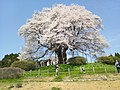 Floraison du Daigo-zakura en 2014