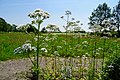 Dwingelderveld (nabij bezoekerscentrum)