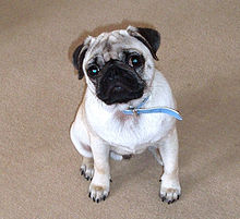 A fawn pug puppy.