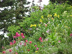 Wildflowers of the Albion Basin, near Alta, Utah