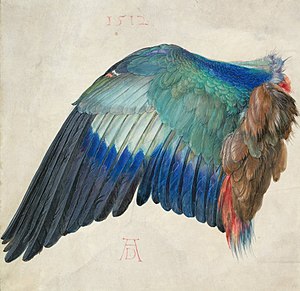 Blaurackenflügel (Albrecht Dürer)