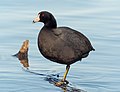 Image 60American coot in Prospect Park