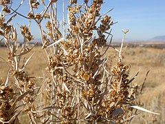 Artemisia cana (3300478212).jpg