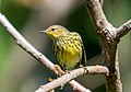 Image 22Cape May warbler in Prospect Park