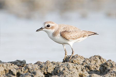 Siberian sand plover, by JJ Harrison