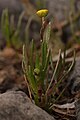 Cotula coronopifolia