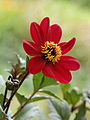 72 Dahlia 'Bishop of Auckland uploaded by Famberhorst, nominated by Famberhorst