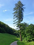 Eine schöne Aussicht zum Zwölfmorgental in die Richtung Wernigerode (2).jpg