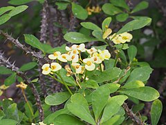 Euphorbia milii f. lutea 2019-05-29 03.jpg