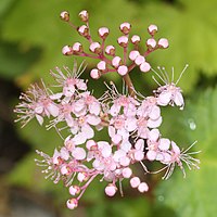 シモツケソウ、伊吹山（滋賀県米原市）にて（2016年8月17日撮影）