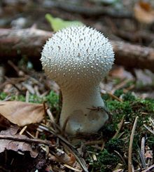 Lycoperdon perlatum