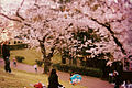 Hanami al parco