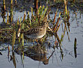 Leighton Moss, Lancashire, England