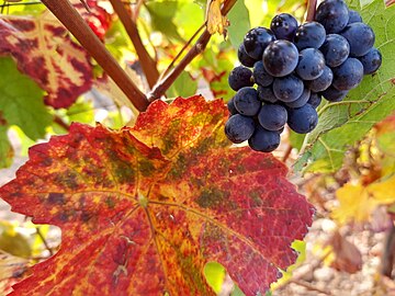 grapes with leaves