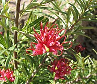 Grevillea obtusifolia