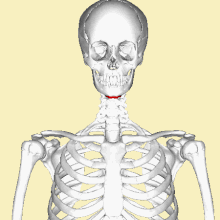 Position de l'os hyoïde dans un squelette humain moderne.
