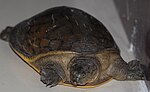 Thumbnail for File:Indian flapshell turtle (Lissemys punctata).jpg