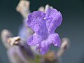 Flor del espliego, un tipo de lavanda