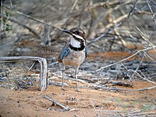 Adult cocking its head and showing its white chin lined with brown stripes in a sandy thicket.