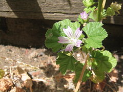 Malva neglecta-flower.jpg