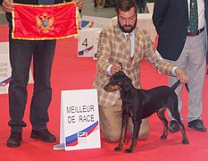 Montenegrinhound-with-flag.jpg