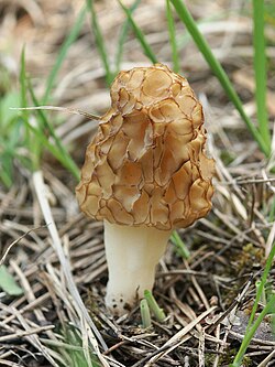 Myrkill (Morchella esculenta)