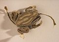 Embroidered frog-shaped needlecase, early 17th century, England