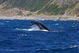 North Pacific Right Whale, Niijima, March 2, 2011 by Aramusha B.jpg