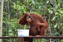 Orang Utan Dan Minumannya.jpg