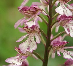 Orchis × hybrida.