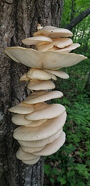 Oyster Mushrooms in the Mille Lacs lake area in Minnesota June 2nd 2024