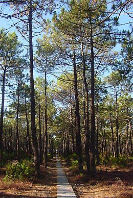 (Pinus pinaster)