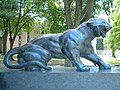 Princeton University Cleo tygr
