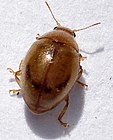 Un caso pouco usual nos coccinélidos é o do Rhyzobius chrysomeloides que na madurez é marrón e sen manchas.