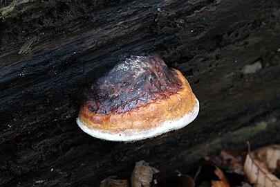 Roodgerande houtzwam (Fomitopsis pinicola)