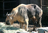Odrasli sečuanski takin v živalskem vrtu v San Diegu