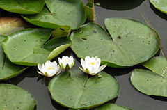 Valge vesiroos (Nymphaea alba)