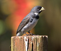 Sporophila caerulescens (cropped).jpg