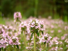 Обикновена мащерка (T. vulgaris)