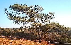 A Torrey pine exhibiting salt pruning in its windswept native habitat