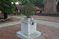 Tulsi plant in front of the Kantanagar Temple of Bangladesh