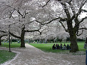 University of Washington quad at cherry blossom time