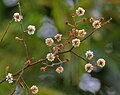 Acacia pennata di hutan Talakona, di Chittoor, Andhra Pradesh, India.