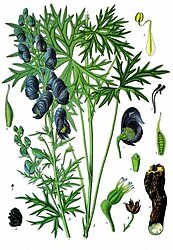 Aconitum ferox Wall. ex Ser.