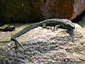 Armenian rock lizard