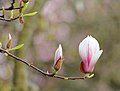 Magnolienhain in Aschaffenburg im Frühjahr 2020