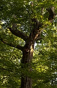 Blacklick Woods - Old Maple Tree 1.jpg