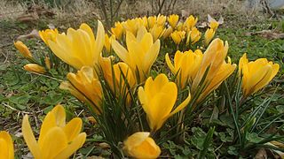 Crocus korolkowii